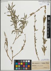 Foto von Salix purpurea L.